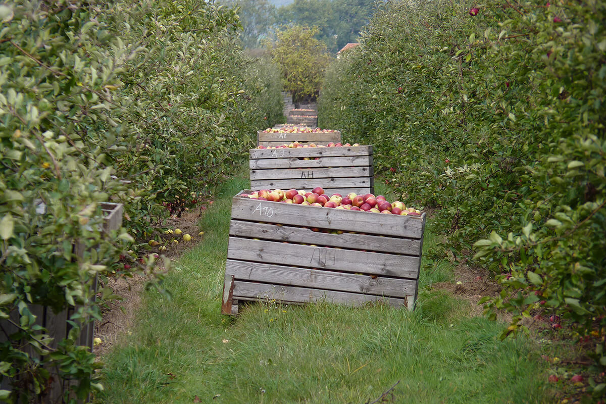 Apfelkiste zwischen Apfelplantagen